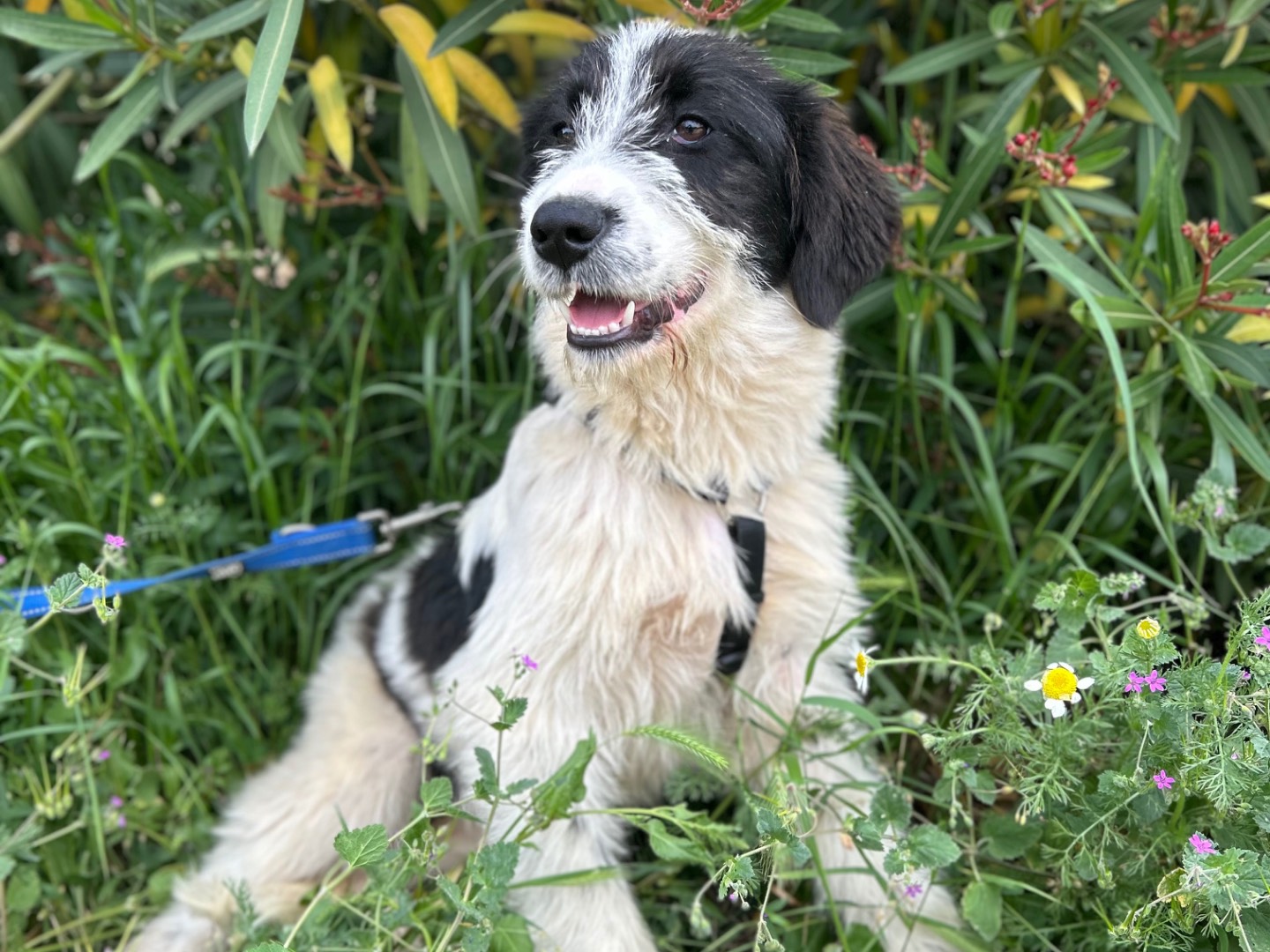Adotta un cane, femmina, 1 anno e 5 mesi, Foggia