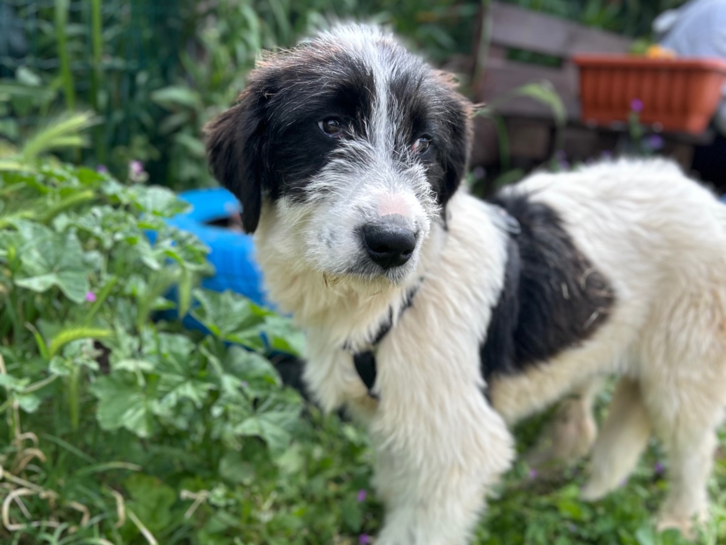 Adotta un cane, taglia media, femmina, Foggia