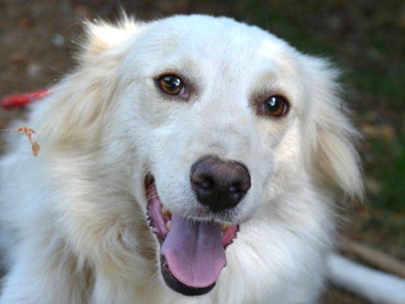 Adozione cane, maschio, Pastore maremmano Razza sconosciuta, 4 anni e 6 mesi, taglia media, Roma