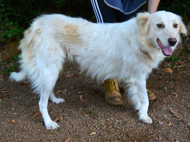 Adotta un cane, maschio, 4 anni e 6 mesi, Roma