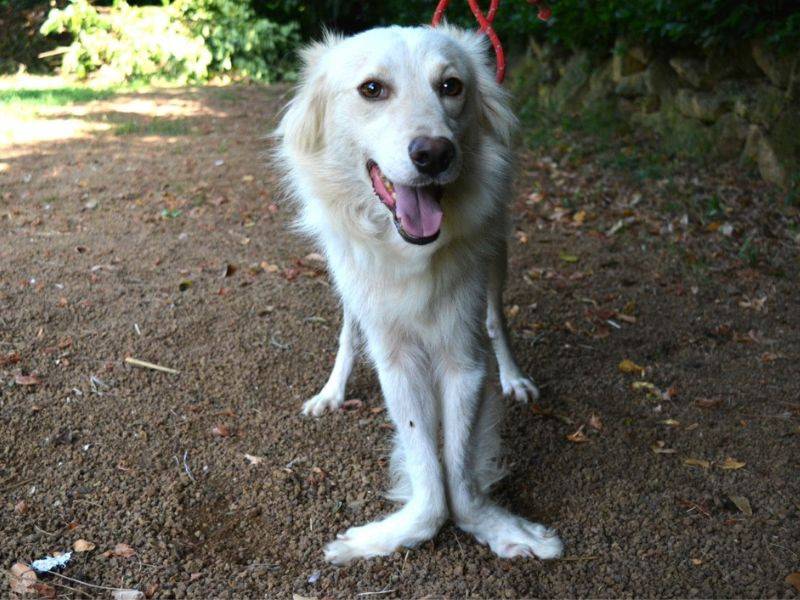 Adotta un cane, taglia media, maschio, Roma