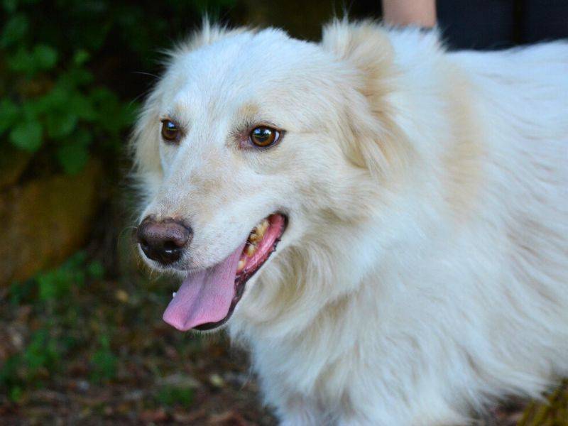 Vuoi adottare un cane a Roma?