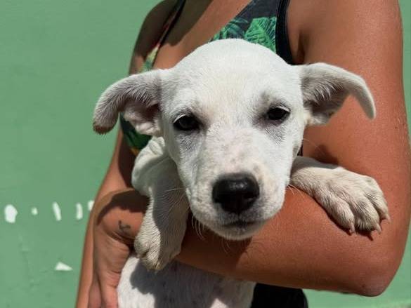 Adozione cane, femmina, Razza sconosciuta Razza sconosciuta, 3 mesi, taglia media, Matera