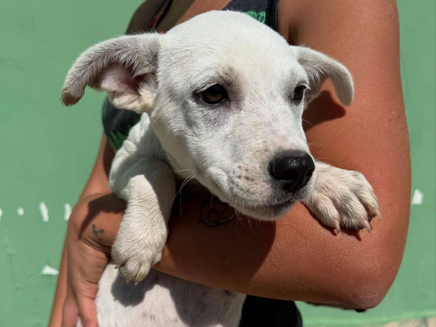 Adotta un cane, femmina, 3 mesi, Matera