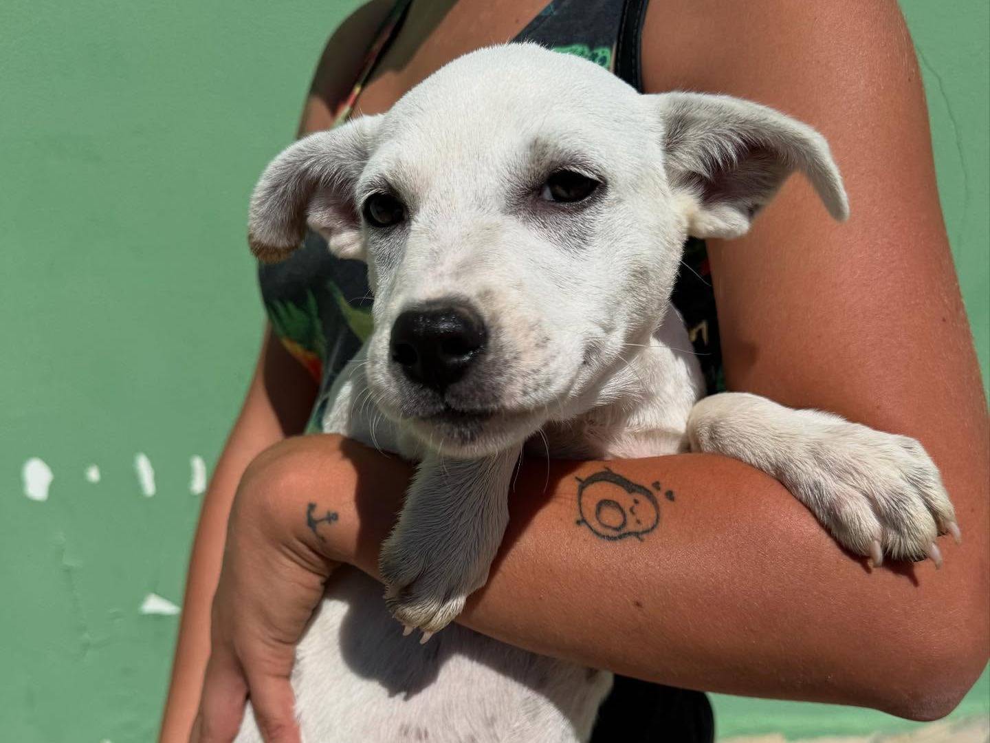 Adotta un cane, taglia media, femmina, Matera
