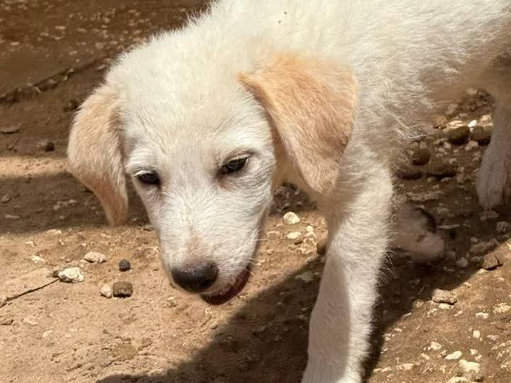 Vuoi adottare un cane a Padova?