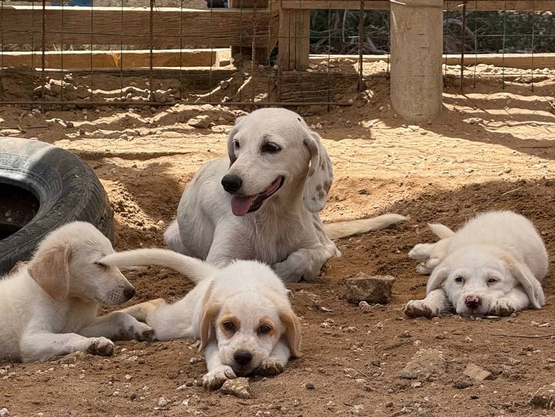 Adotta il cane MAUI a Padova