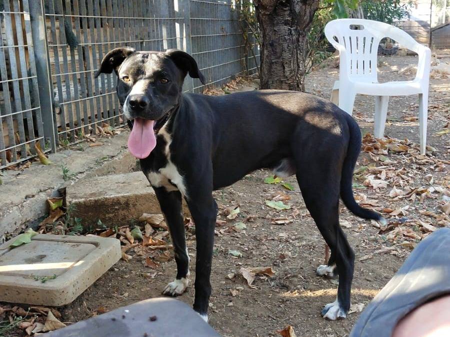 Adotta un cane, maschio, 1 anno e 7 mesi, Barletta