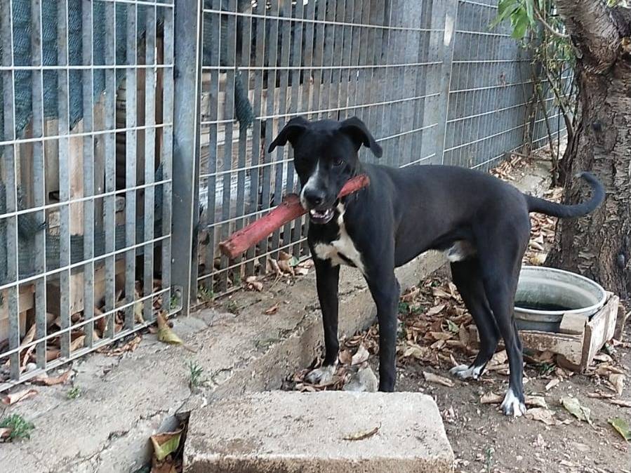 Adotta un cane, taglia media, maschio, Barletta