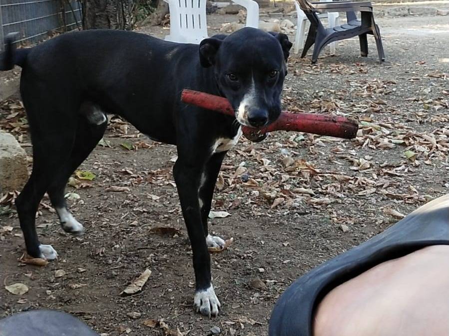 Vuoi adottare un cane a Barletta?