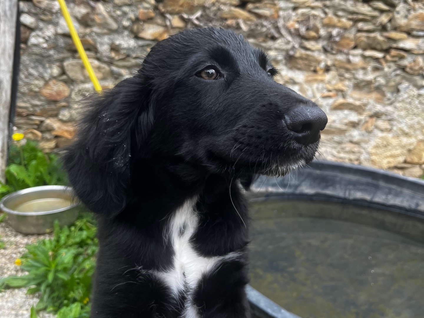 Vuoi adottare un cane a Savona?