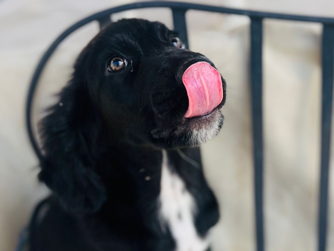 Adotta il cane Sansone a Savona