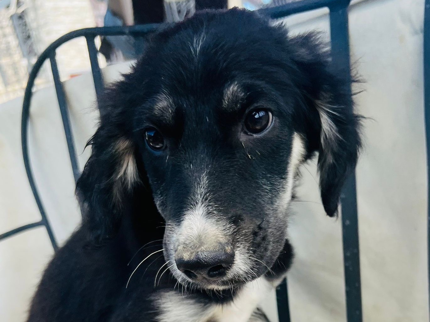 Vuoi adottare un cane a Savona?
