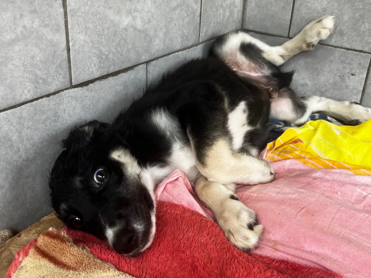 Adotta il cane Maciste a Savona