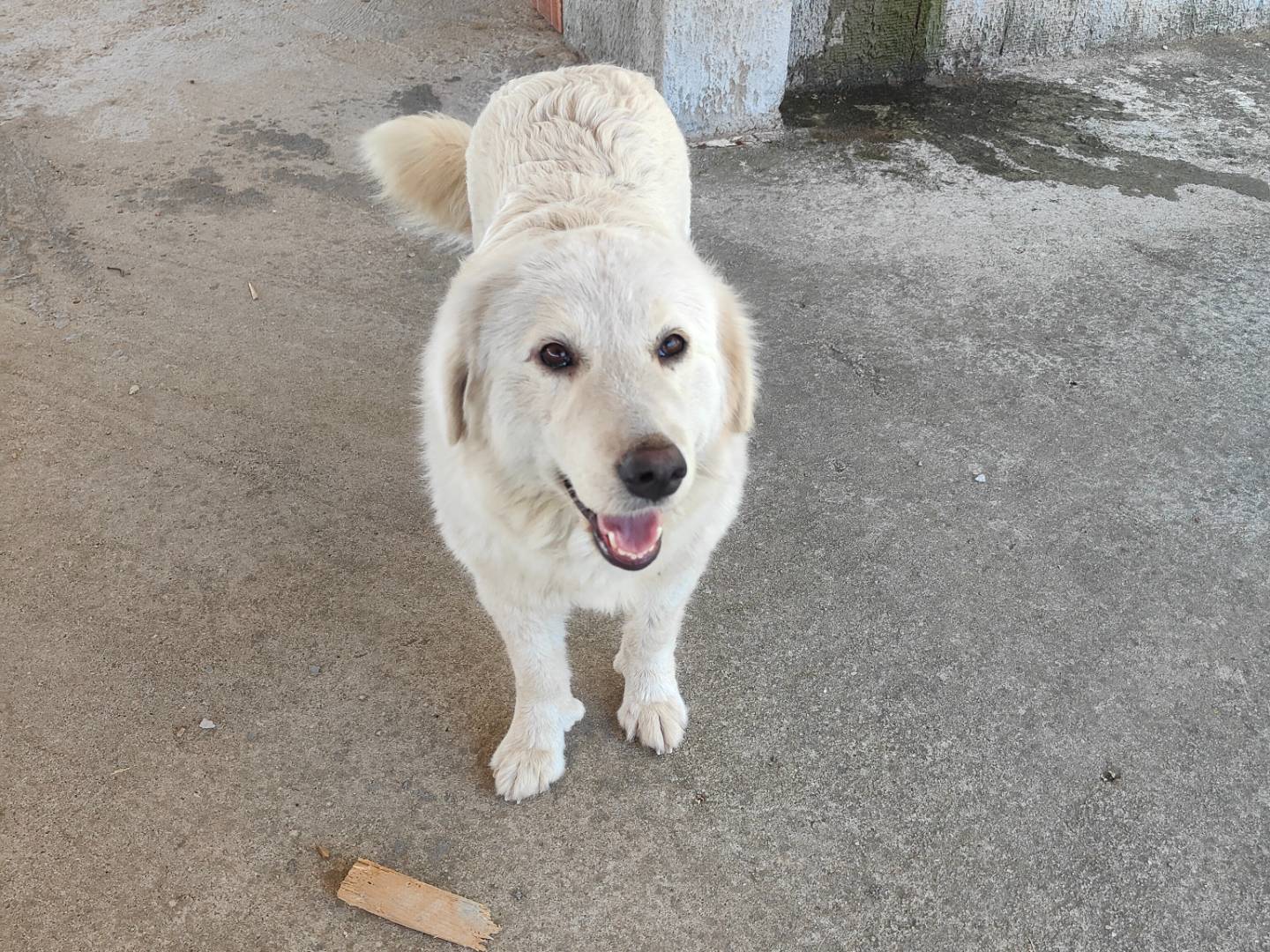 Vuoi adottare un cane a Vibo?