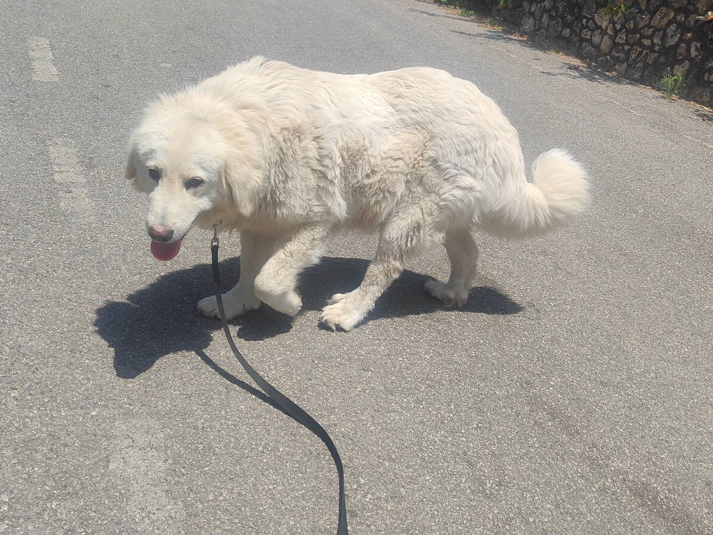 Adotta il cane Nebbia a Vibo