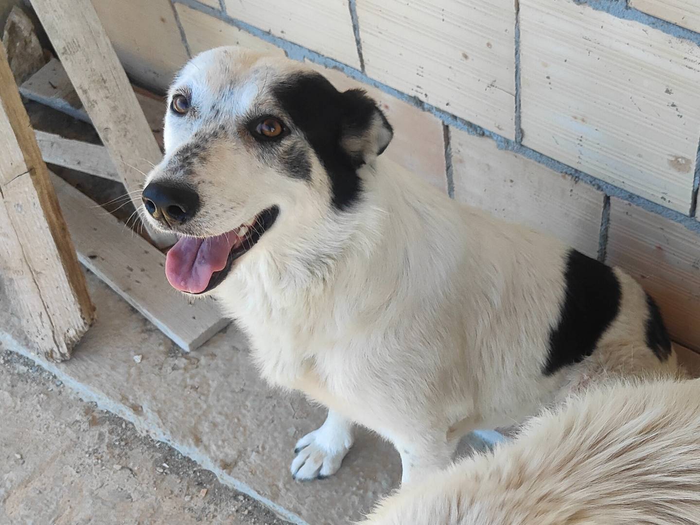 Adozione cane, femmina, Razza sconosciuta Razza sconosciuta, 1 anno e 5 mesi, taglia media, Vibo