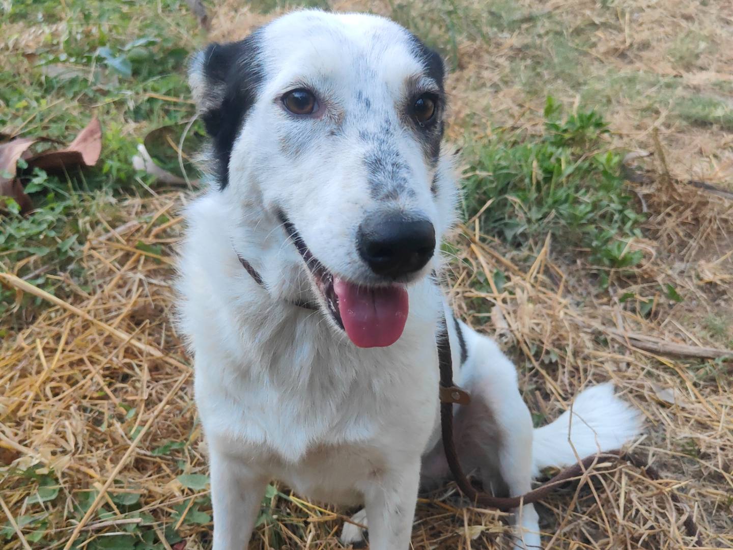 Vuoi adottare un cane a Vibo?