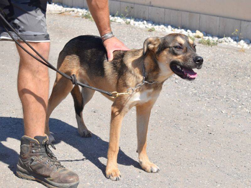 Adotta un cane, taglia media, maschio, Roma