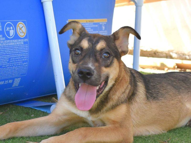 Vuoi adottare un cane a Roma?