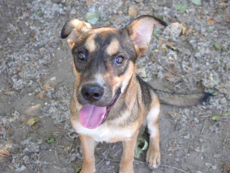 Adotta il cane Aki a Roma