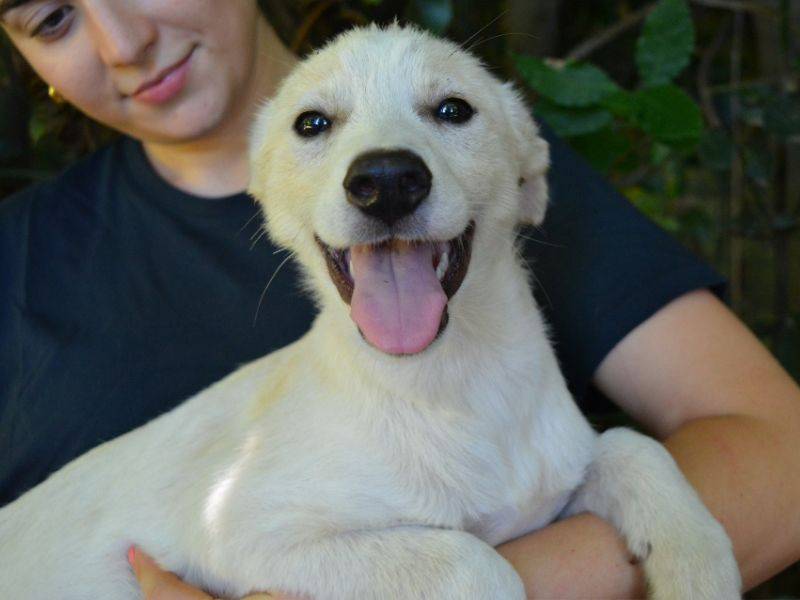 Adozione cane, femmina, Razza sconosciuta Razza sconosciuta, 4 mesi, taglia media contenuta, Roma