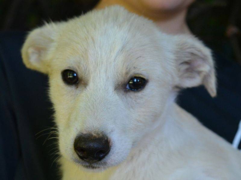 Adotta un cane, femmina, 4 mesi, Roma