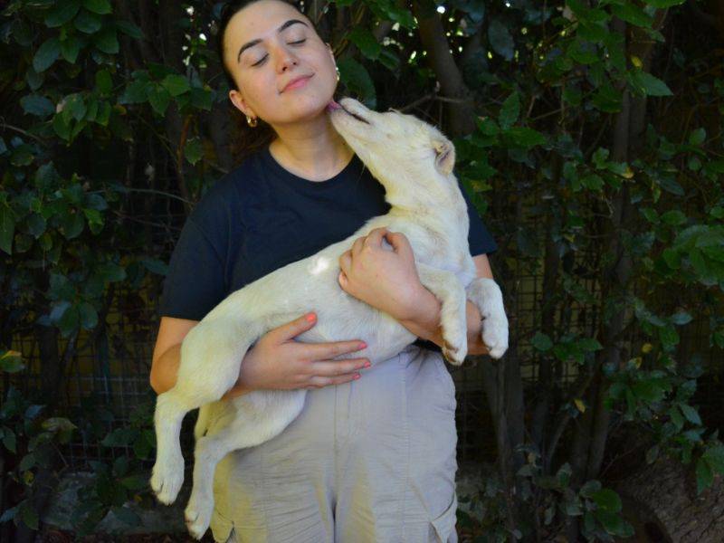 Adotta un cane, taglia media contenuta, femmina, Roma
