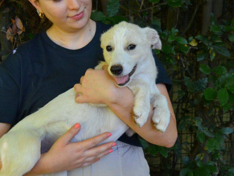 Vuoi adottare un cane a Roma?