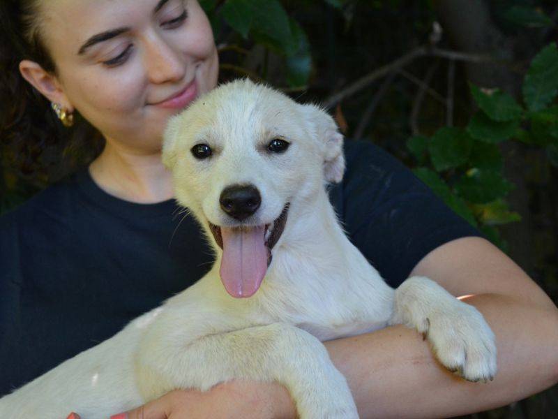 Adotta il cane Deepika a Roma