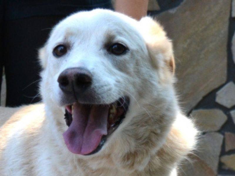 Adozione cane, femmina, Razza sconosciuta Razza sconosciuta, 9 anni e 11 mesi, taglia media, Roma