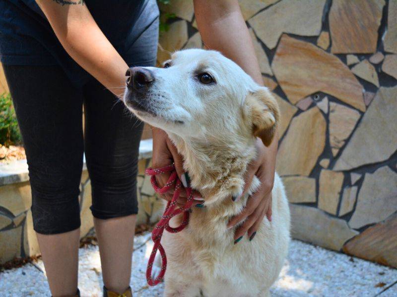 Adotta un cane, femmina, 9 anni e 11 mesi, Roma