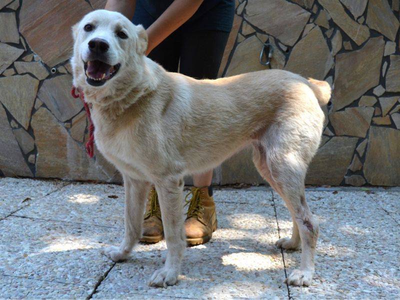 Adotta un cane, taglia media, femmina, Roma
