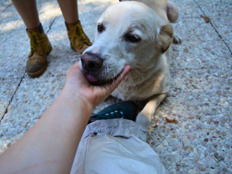 Vuoi adottare un cane a Roma?