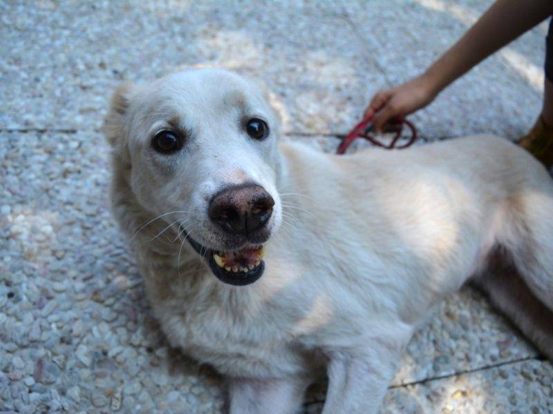 Adotta il cane Farina a Roma