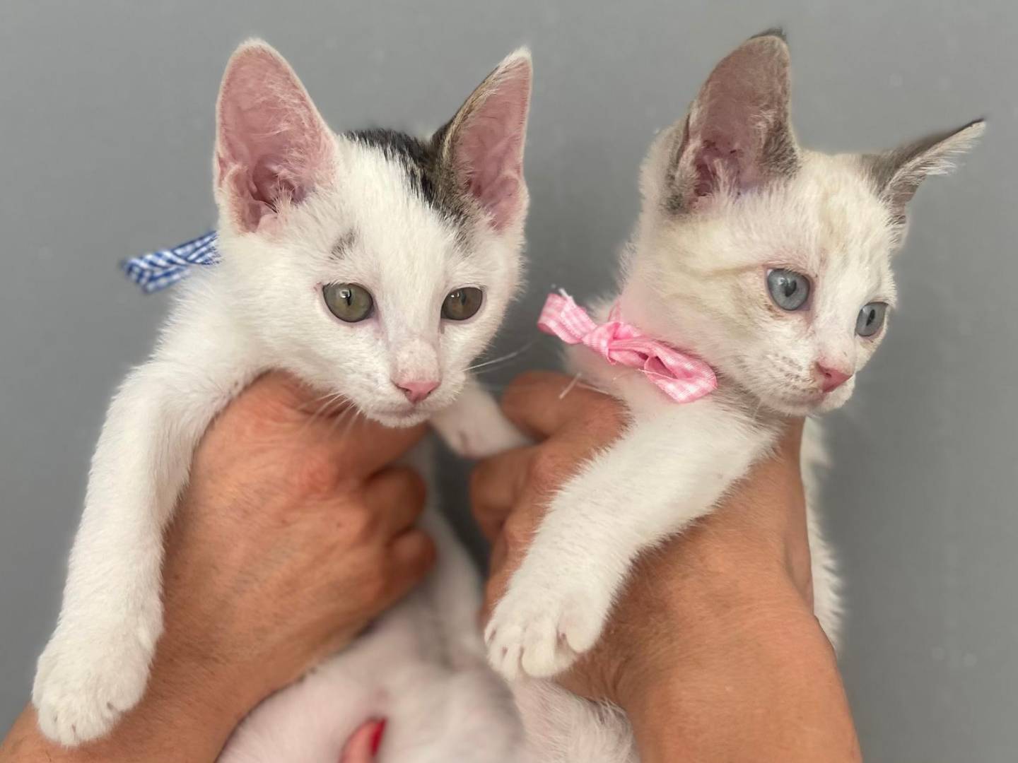 Adozione gatto, femmina, Razza sconosciuta Razza sconosciuta, 2 mesi, taglia non valida, Milano