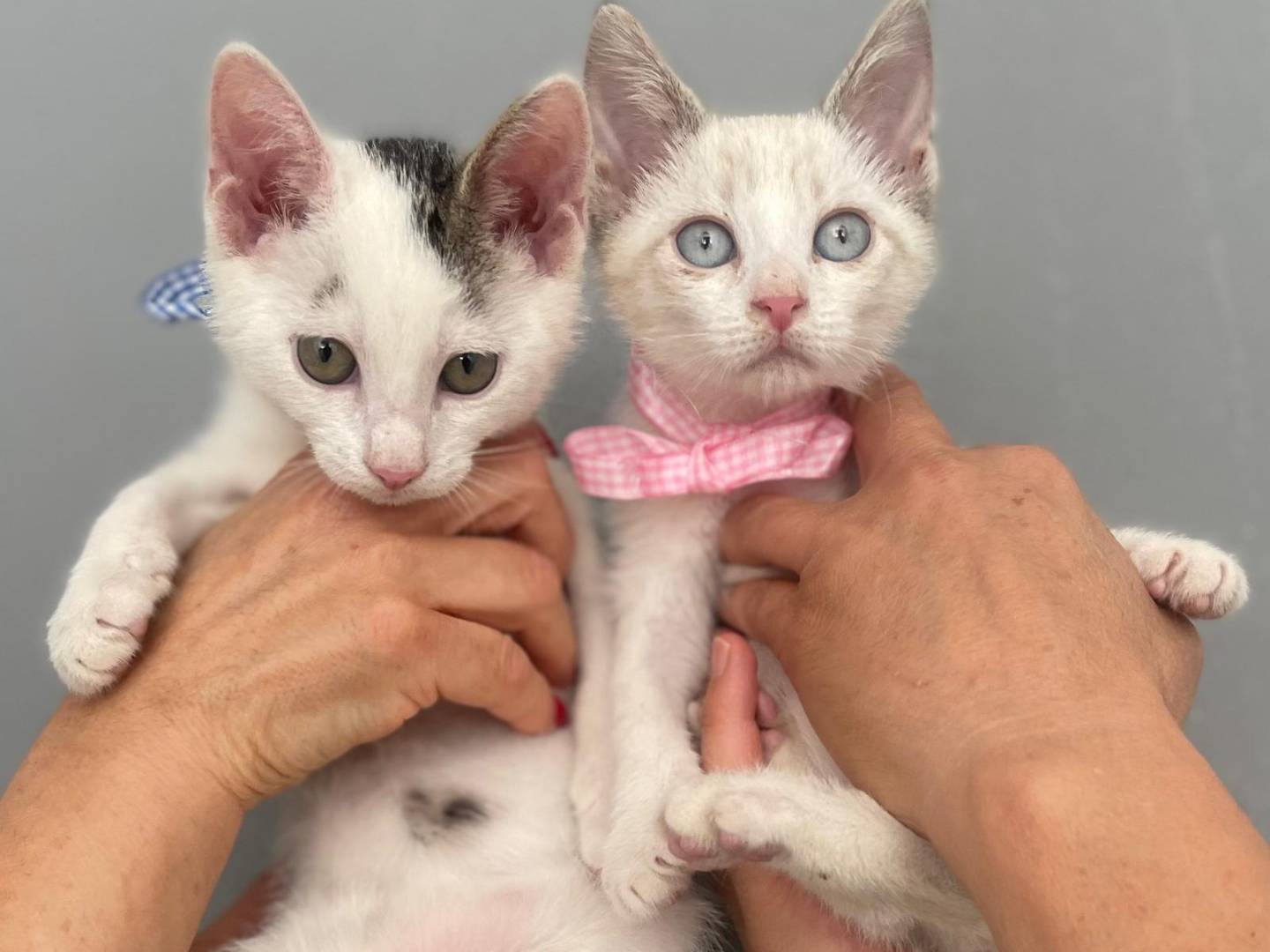 Adotta un gatto, femmina, 2 mesi, Milano