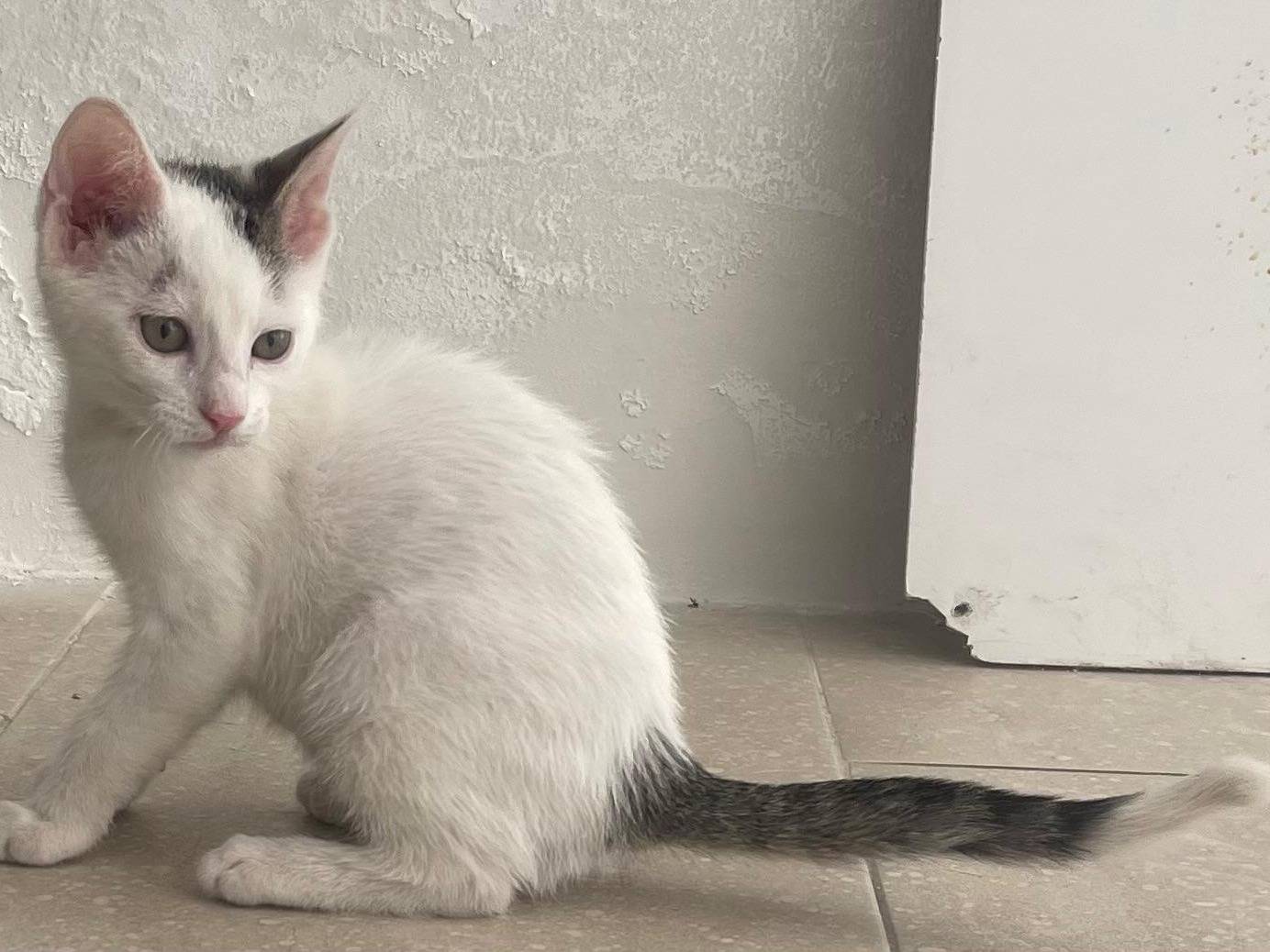 Adotta un gatto, taglia non valida, femmina, Milano
