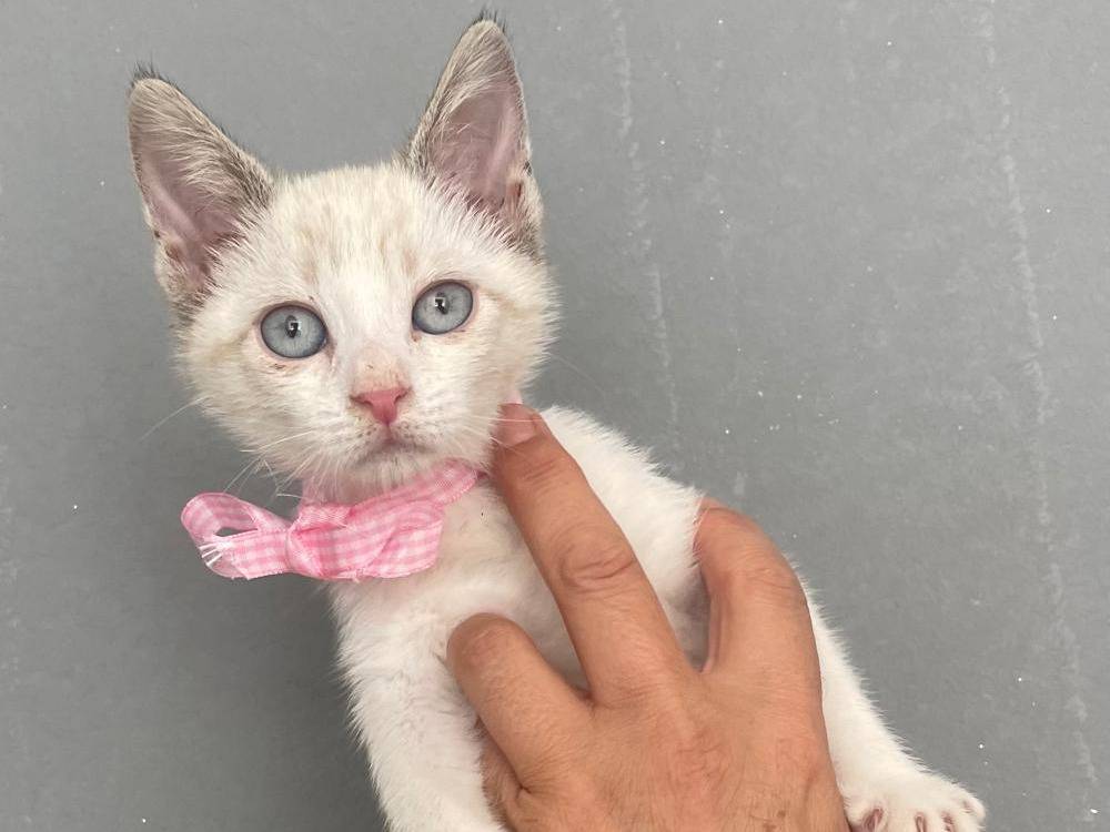 Vuoi adottare un gatto a Milano?