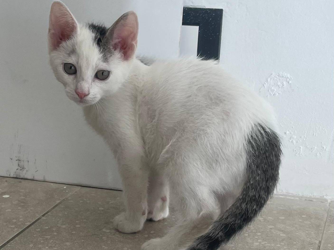 Adotta il gatto Kori e Yuki a Milano