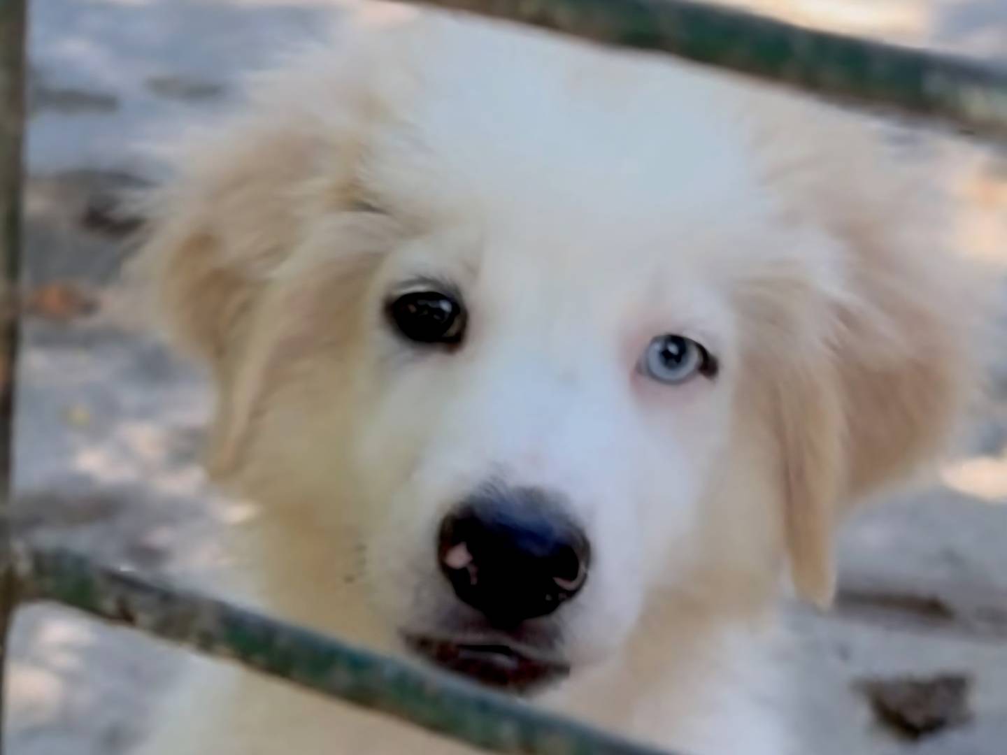Adozione cane, maschio, Pastore maremmano Razza sconosciuta, 3 mesi, taglia piccola, Catanzaro