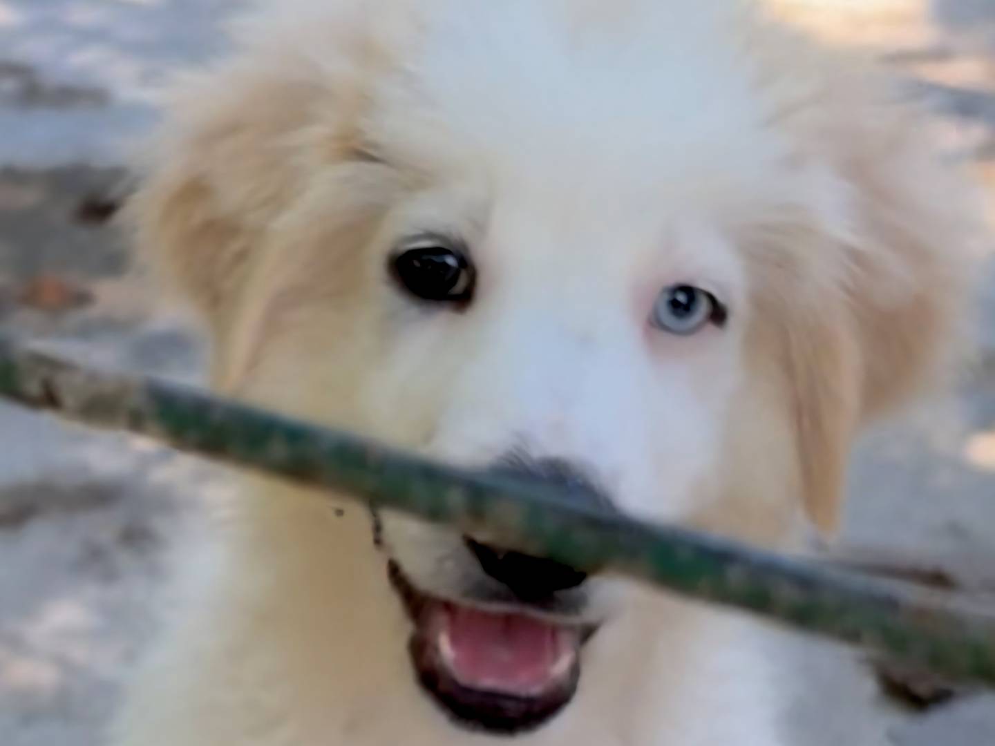 Adotta un cane, maschio, 3 mesi, Catanzaro