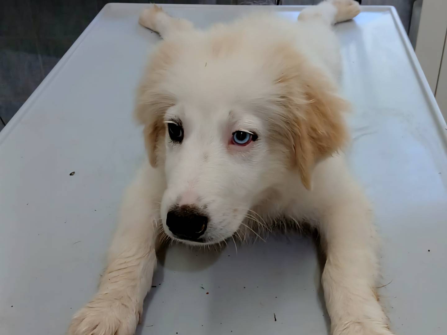 Adotta un cane, taglia piccola, maschio, Catanzaro