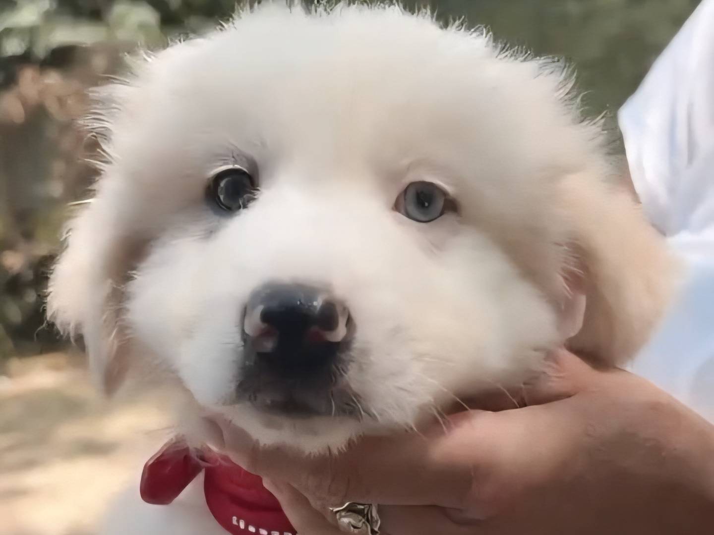 Vuoi adottare un cane a Catanzaro?