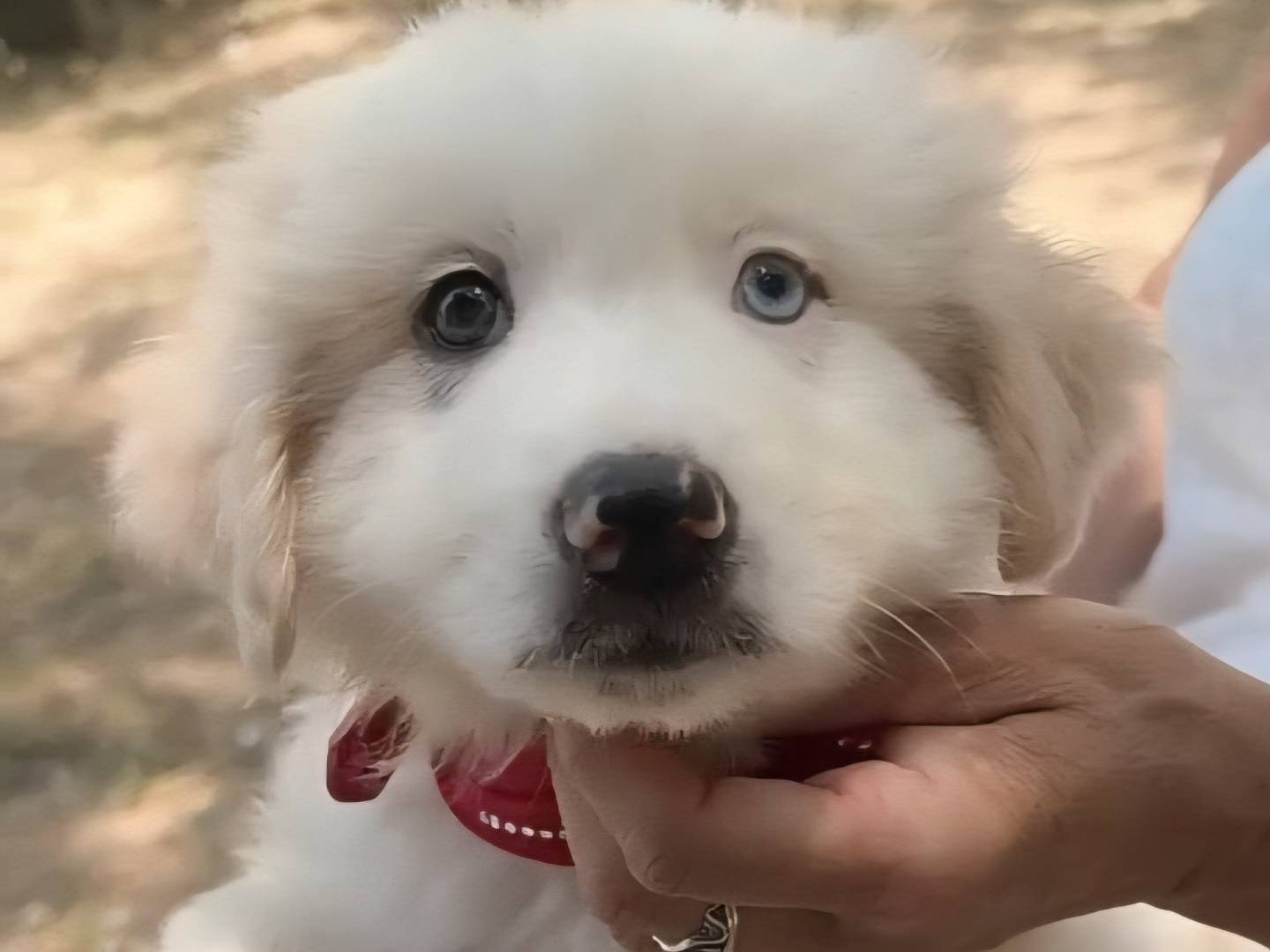 Adotta il cane Giorgio  a Catanzaro