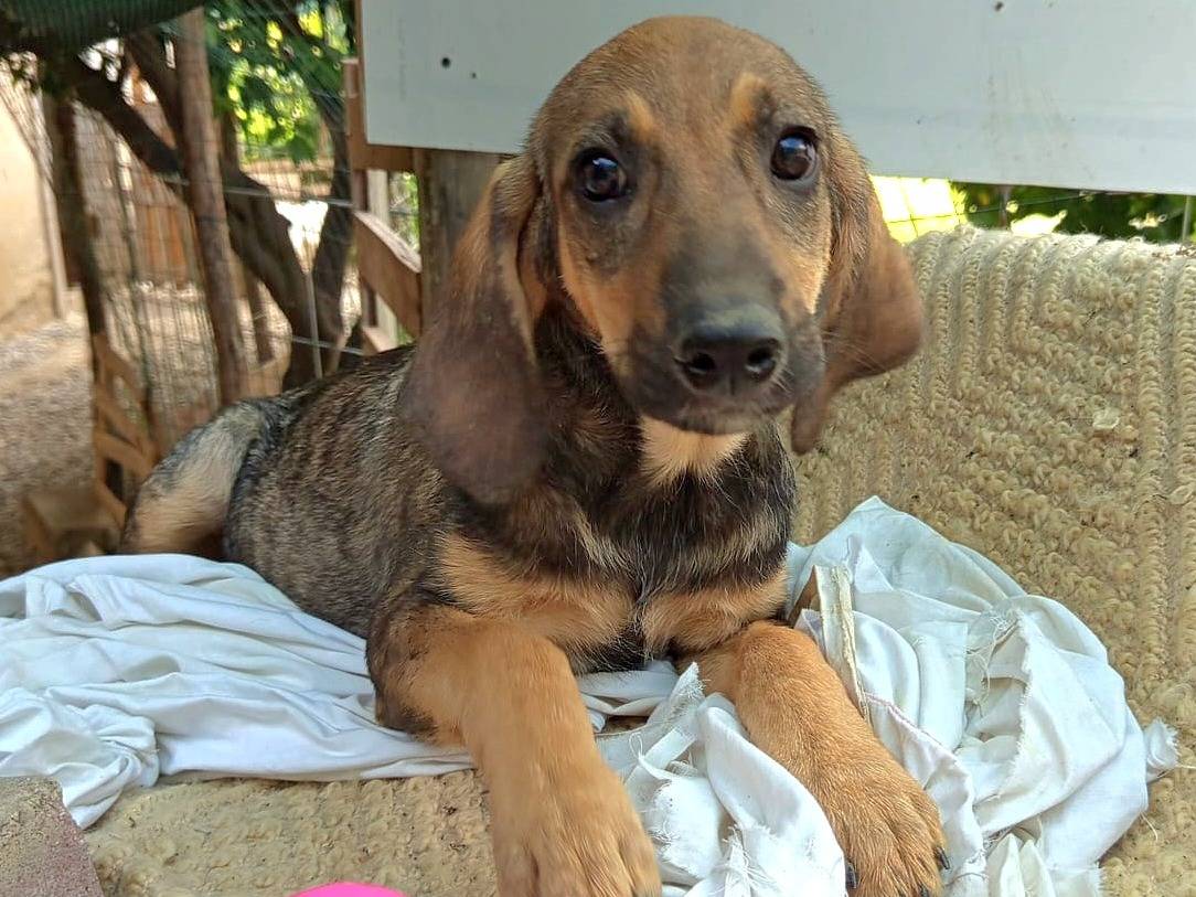 Adozione cane, maschio, Segugio Razza sconosciuta, 3 mesi, taglia piccola, Catanzaro
