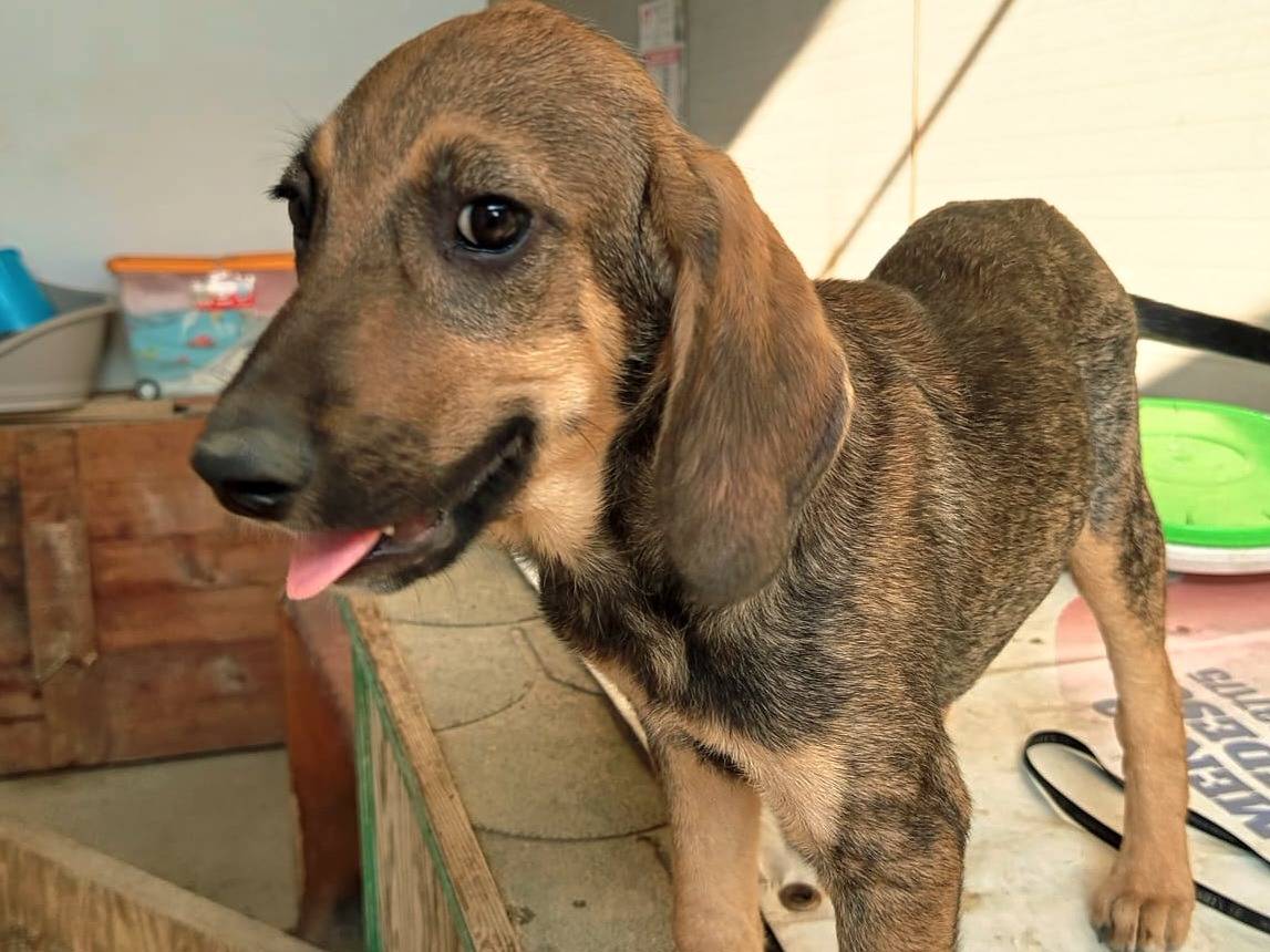 Adotta un cane, maschio, 3 mesi, Catanzaro
