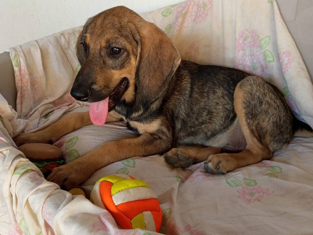 Adotta un cane, taglia piccola, maschio, Catanzaro