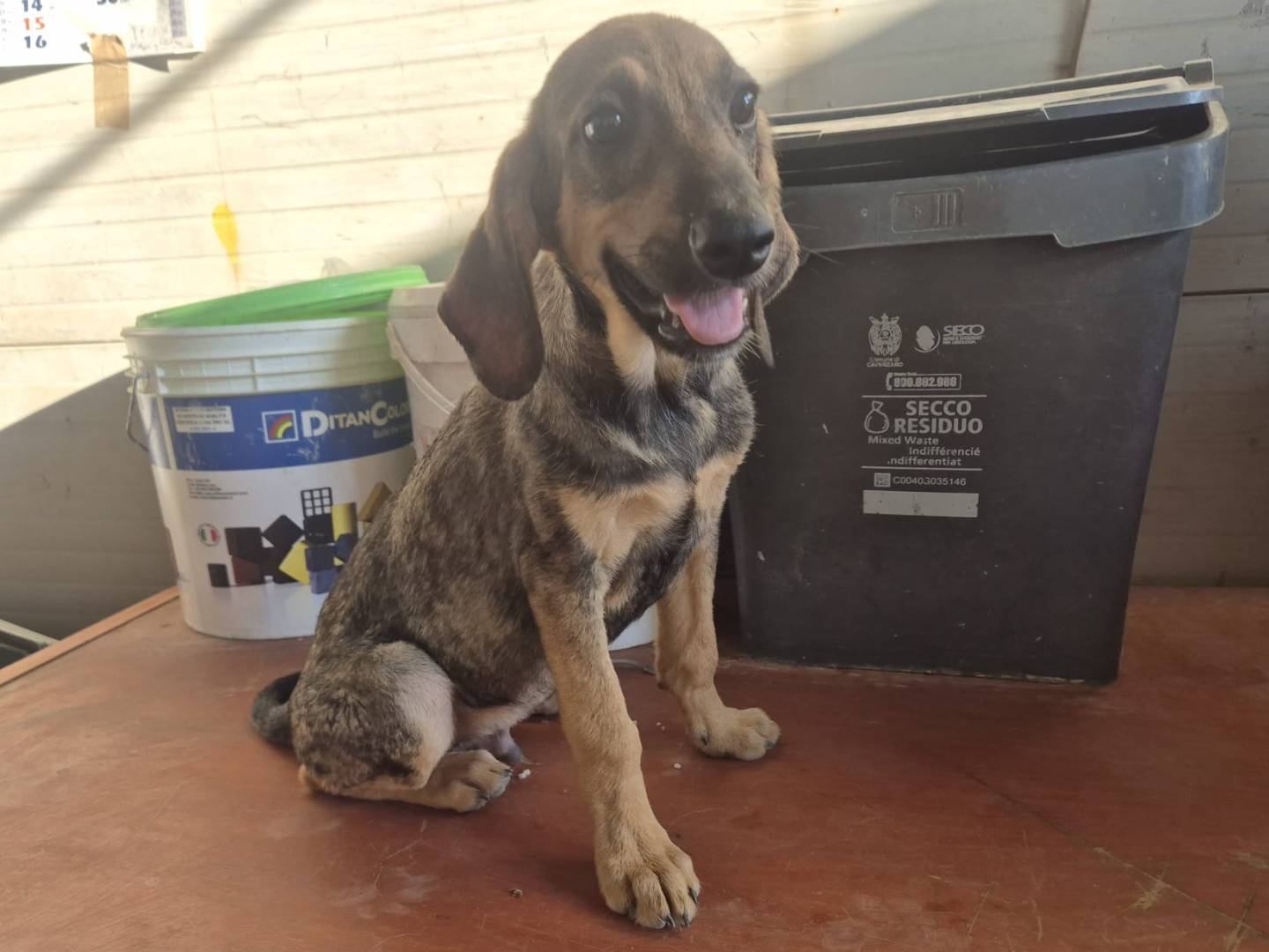 Vuoi adottare un cane a Catanzaro?