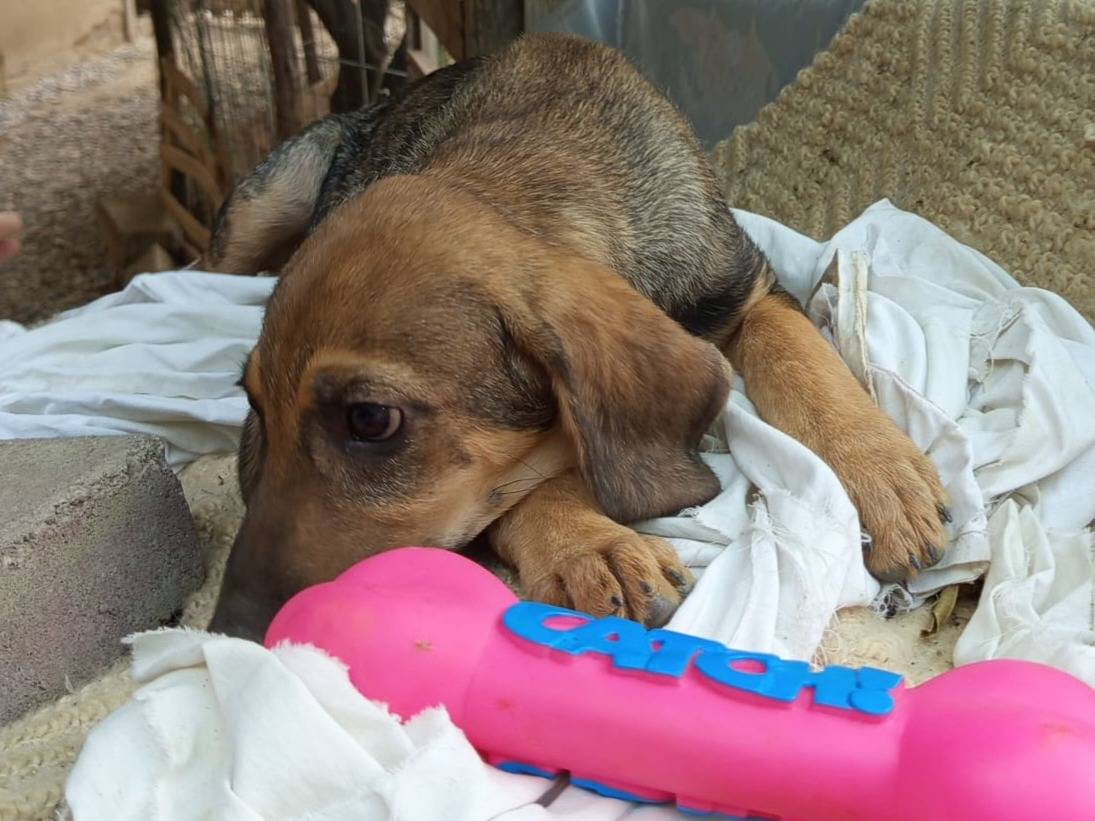 Adotta il cane Nathan  a Catanzaro